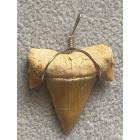 SKAMIENIAŁY ZĄB REKINA OTODUS OBLIQUUS WISIOREK