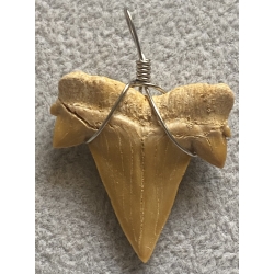 SKAMIENIAŁY ZĄB REKINA OTODUS OBLIQUUS WISIOREK