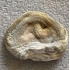 CHALCEDON, RÓŻA CHALCEDONOWA